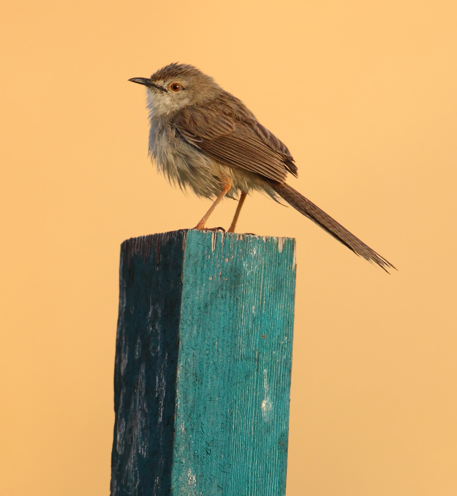 Graceful prinia (prinia gracilis), Al Jissah, Oman, February 2014