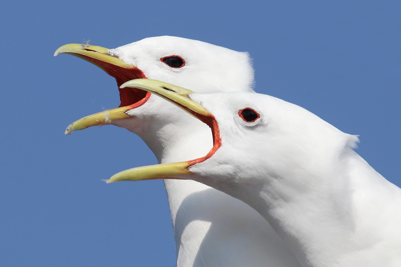 Black-legged kittiwake (rissa tridactyla), Srvgen, Norway, July 2014