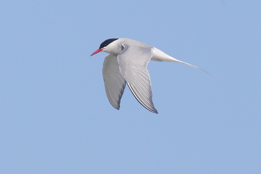  Arctic tern (sterna paradisaea), Fredvang, Norway, July 2014