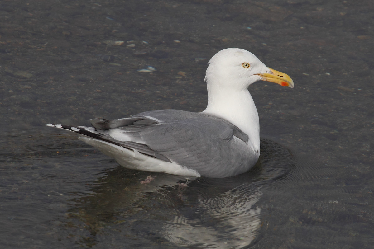 Herring gull (larus argentatus argentatus), , Norway, July 2014