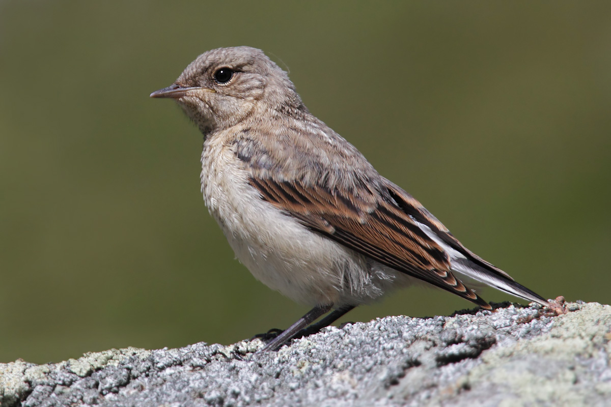 Northern wheatear (oenanthe oenanthe), Barrage de Moiry, Switzerland, August 2014