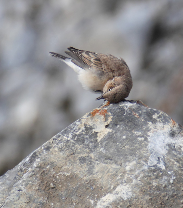 Eastern black-eared wheatear (oenanthe melanoleuca), Chamoson, Switzerland, August 2014