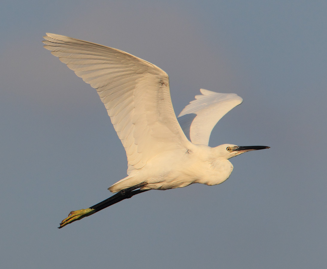 Little egret (egretta garzetta), Gialova, Greece, September 2014