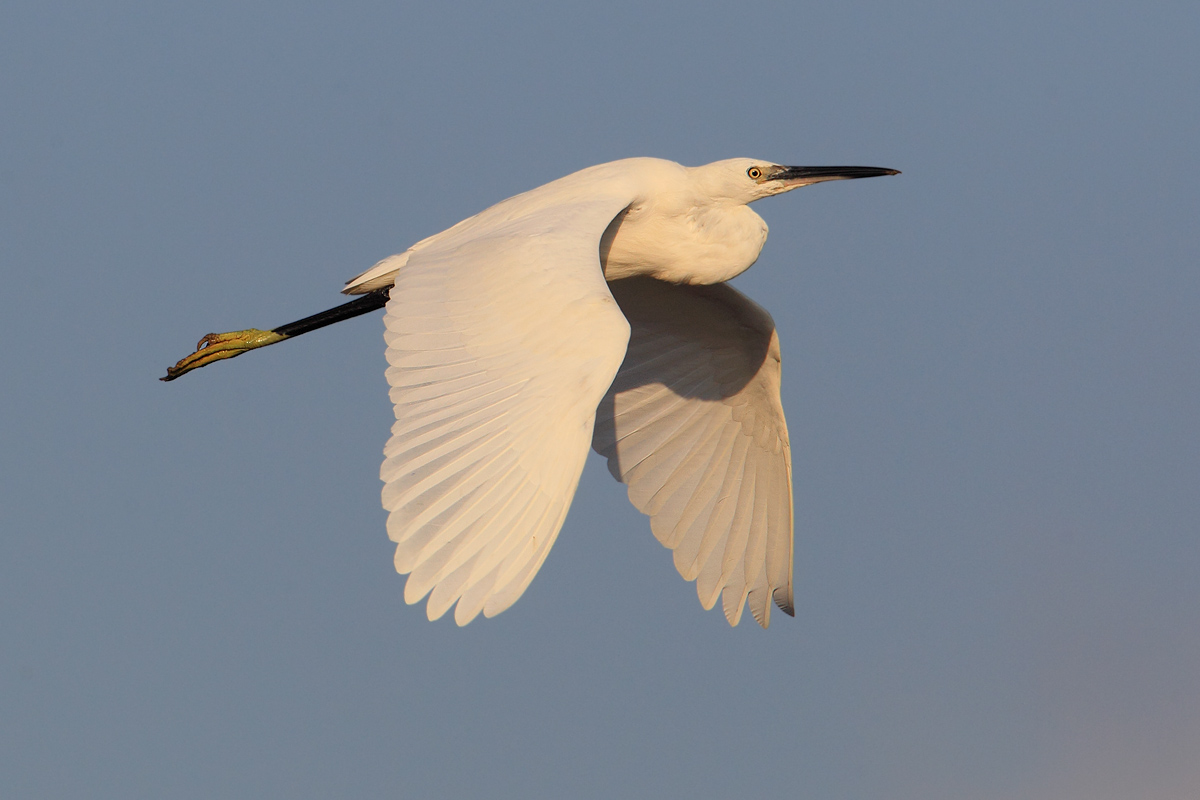 Little egret (egretta garzetta), Gialova, Greece, September 2014