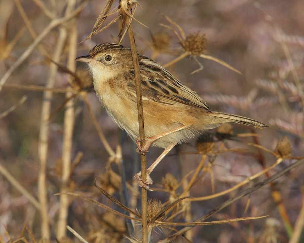 Zitting cisticola (cisticola juncidis), Gialova, Greece, September 2014