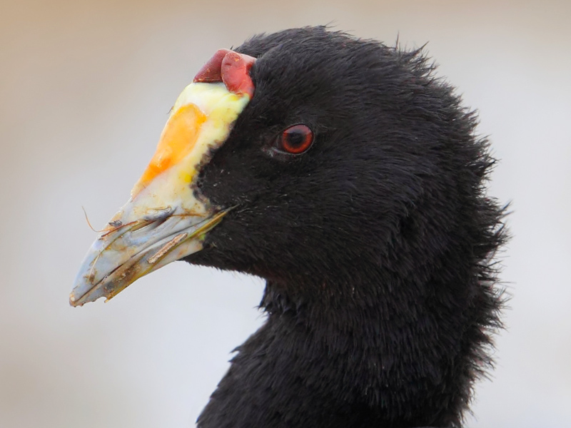 Red-knobbed coot (fulica cristata), El Fondo, Spain, November 2014