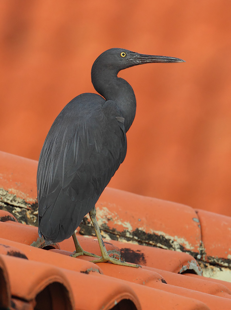 Pacific reef heron (egretta sacra), Langkawi, Malaysia, January 2015