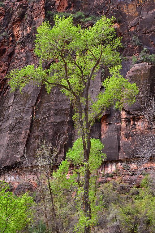 Zion National Park 1