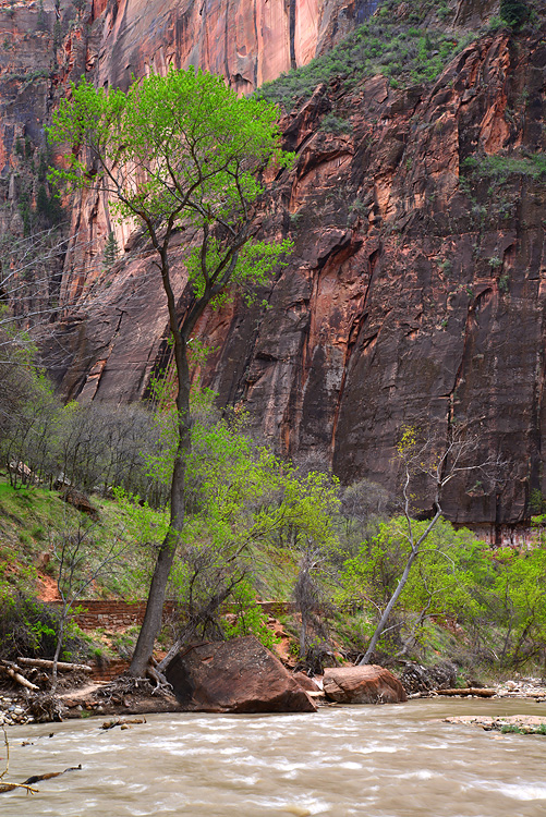 Zion National Park 3