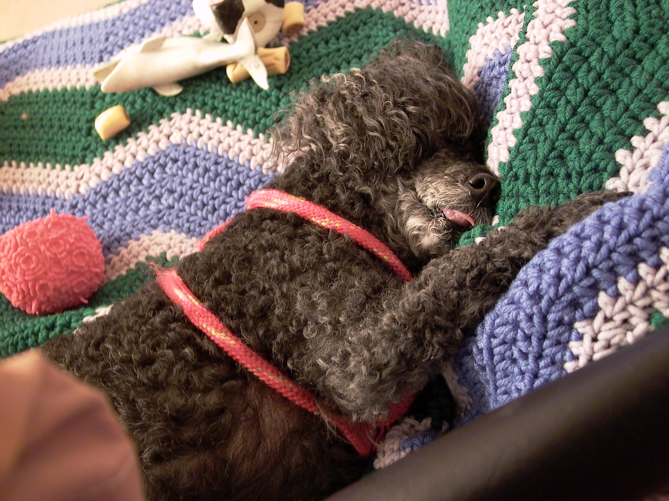 Pierre in Dreamland