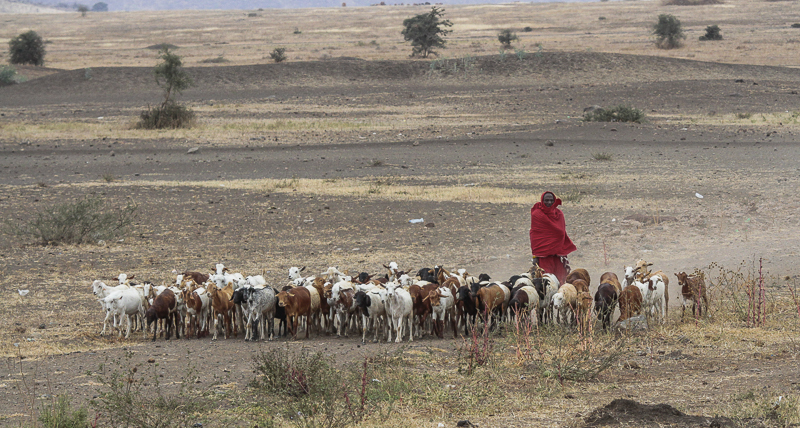 Masaai man with his goats - Masai met zijn geiten