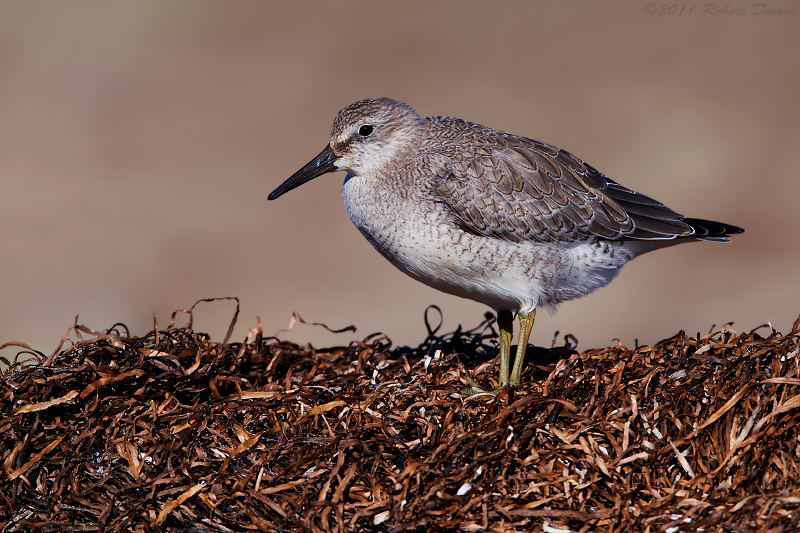 Red Knot