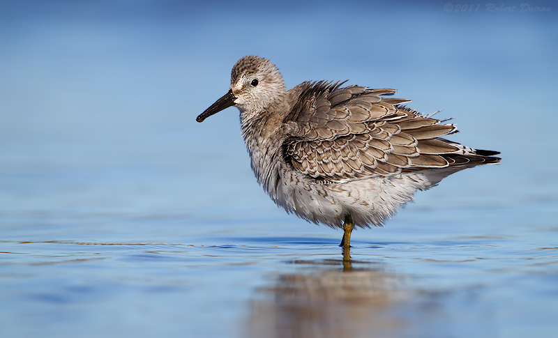 Red Knot