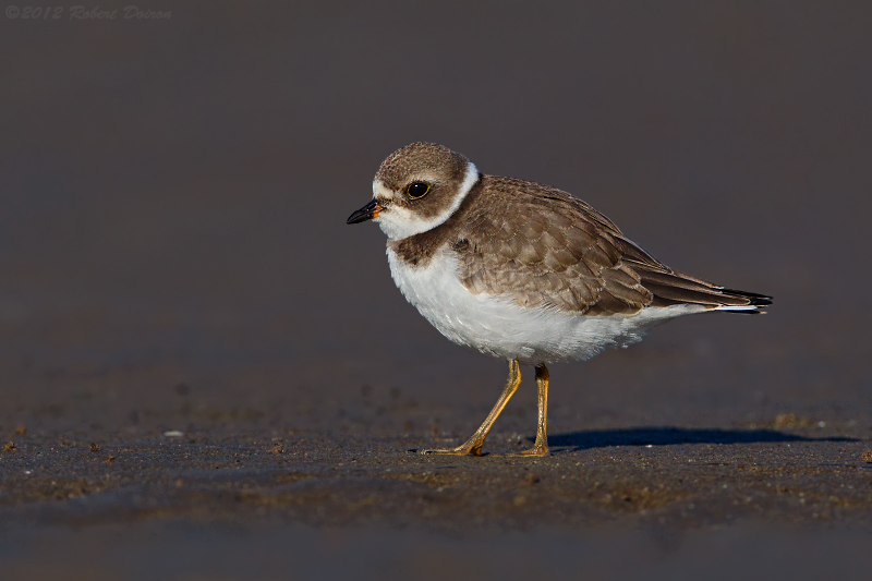 Semipalmated Plover