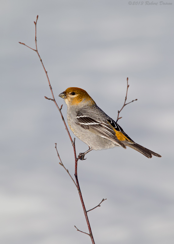 Pine Grosbeak