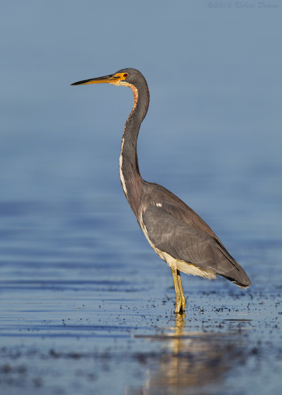 Tricolored Heron