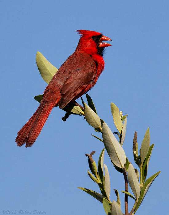 Northern Cardinal