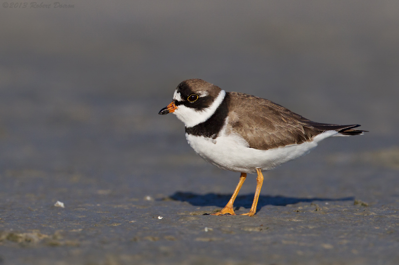 Semipalmated Plover