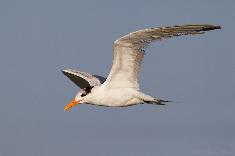 Royal Tern