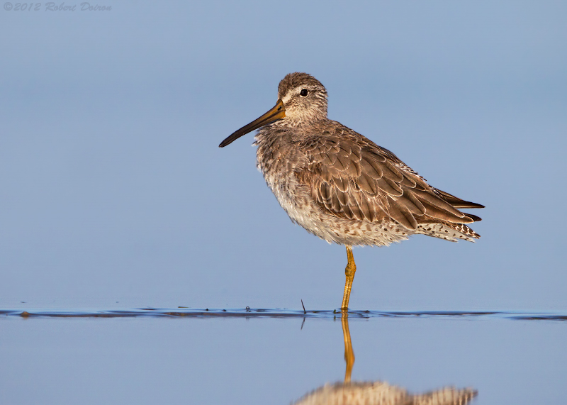 Short-billed Dowitcher