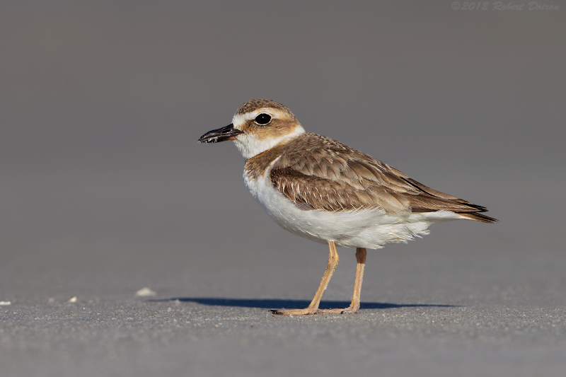 Wilson's Plover