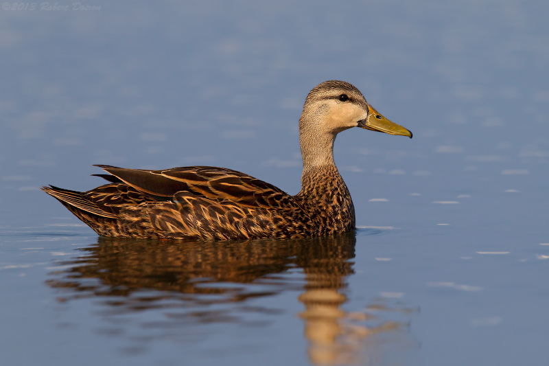 Mottled Duck