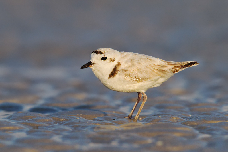 Snowy Plover