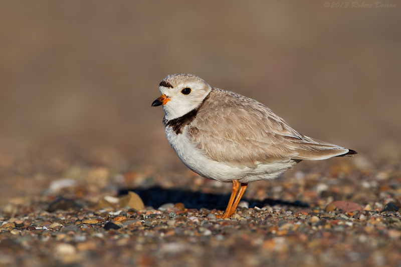 Piping Plover