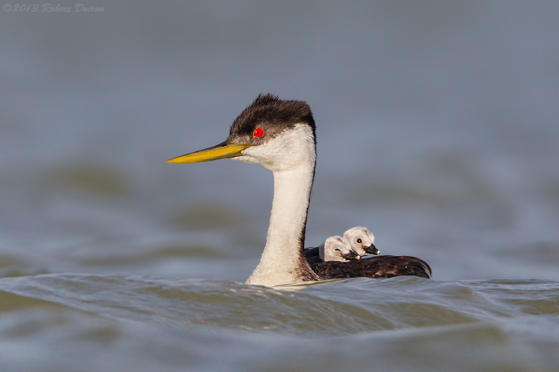 Western Grebe