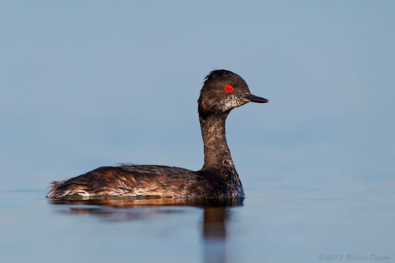 Eared Grebe