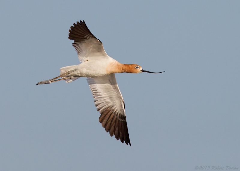 American Avocet