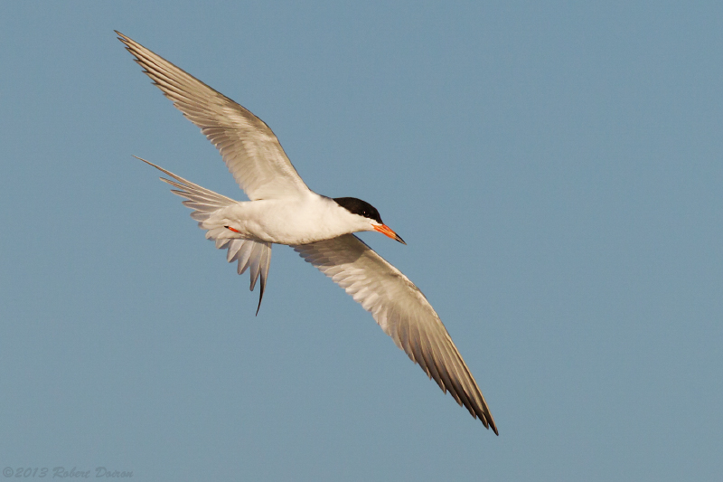 Forster's Tern