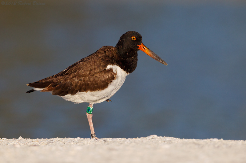 American Oystercatcher