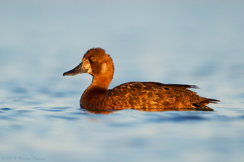 Lesser Scaup