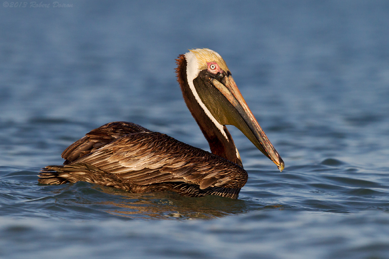 Brown Pelican