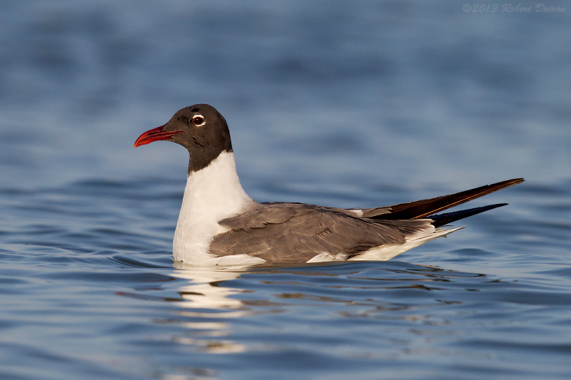 Laughing Gull