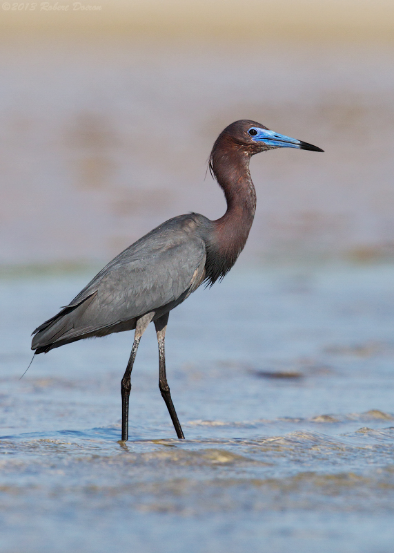 Little Blue Heron