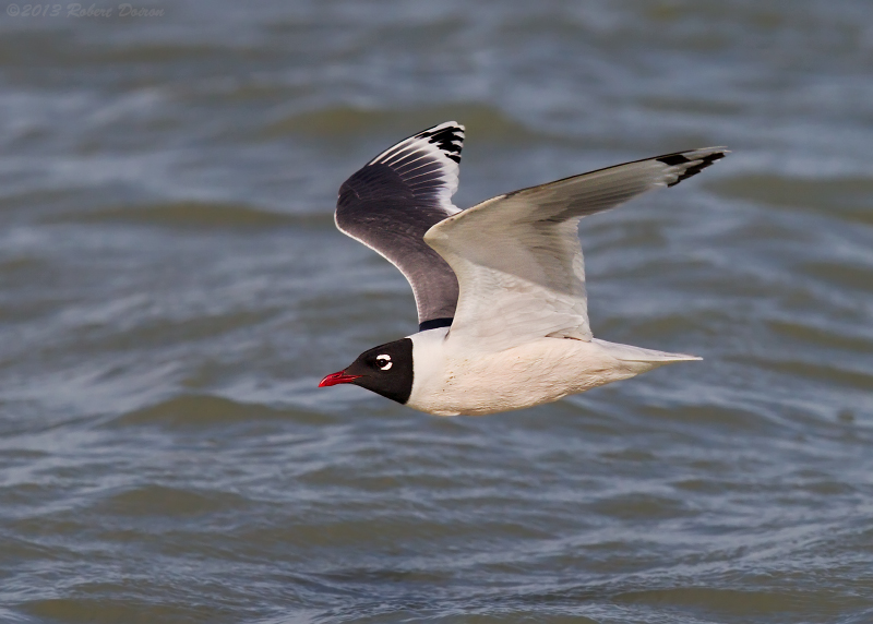 Franklin's Gull