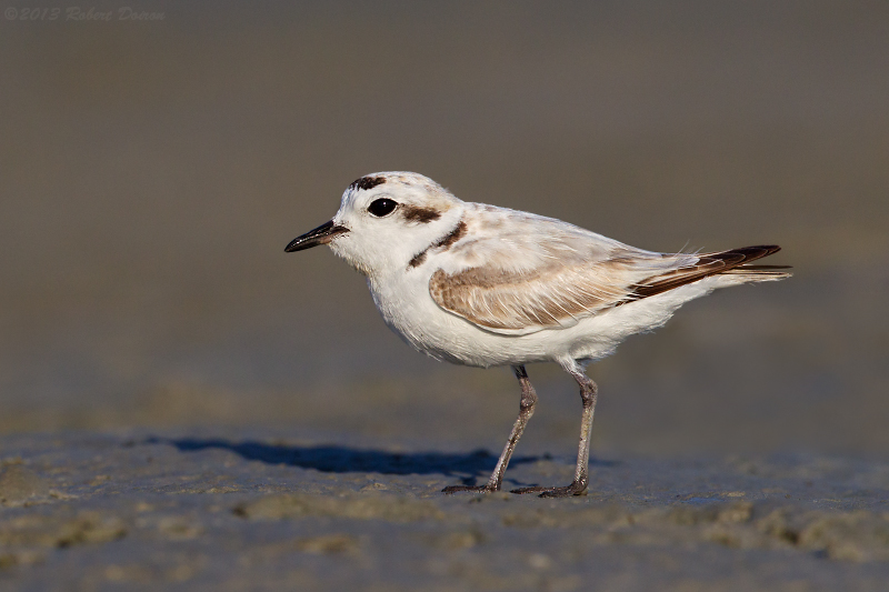 Snowy Plover