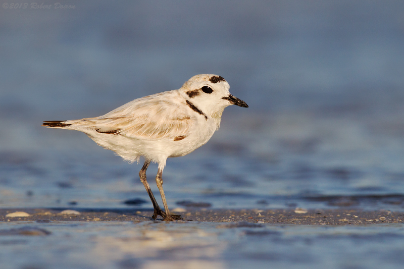 Snowy Plover