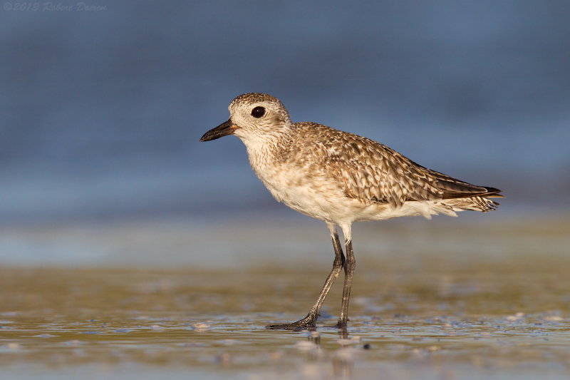 Black-bellied Plover