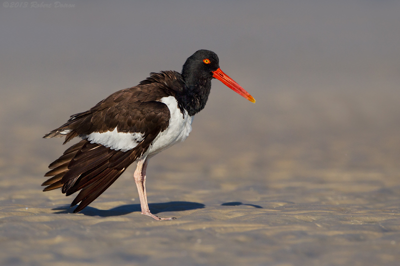 American Oystercatcher