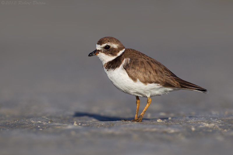 Semipalmated Plover