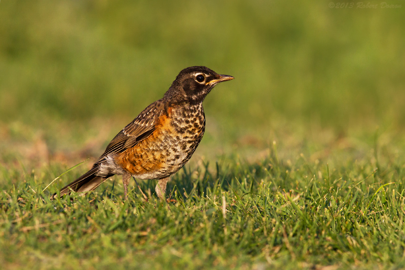 American Robin