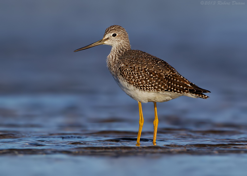 Greater Yellowlegs