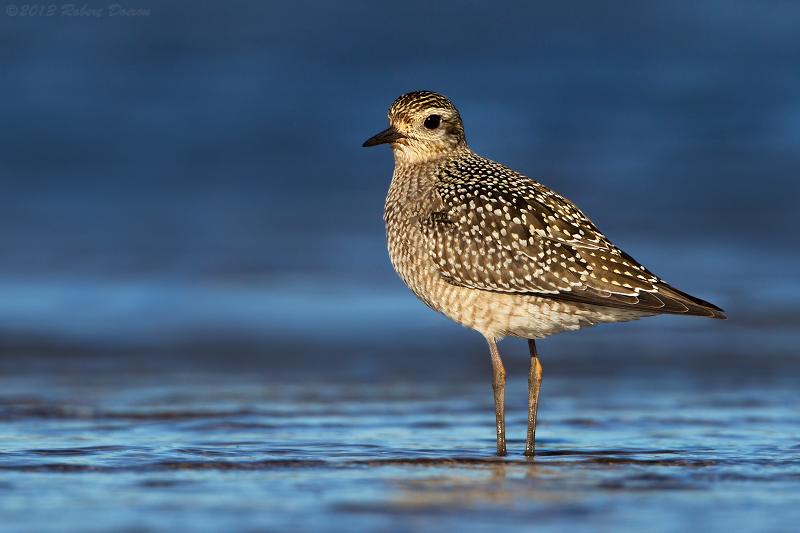 American Golden-Plover