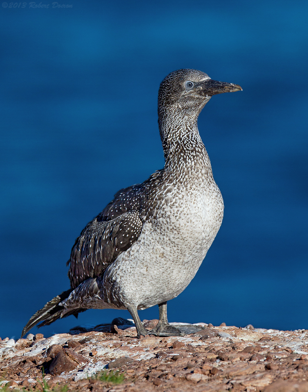 Northern Gannet