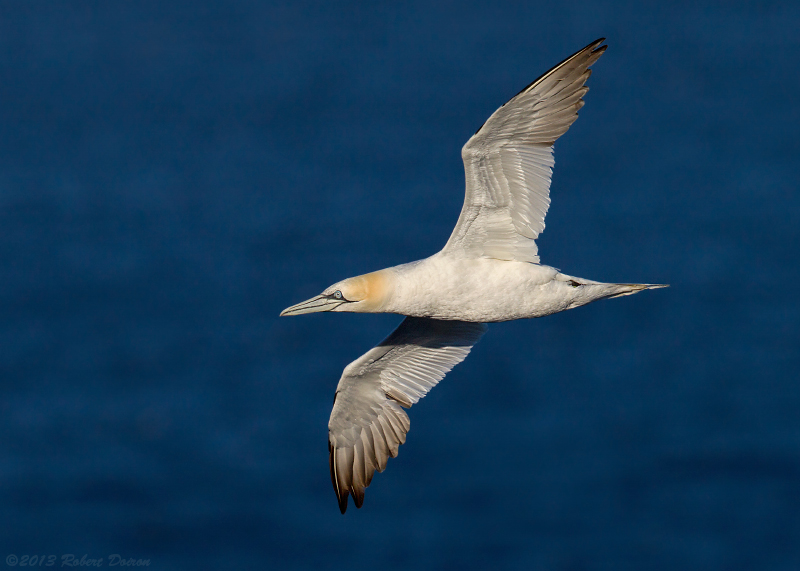 Northern Gannet