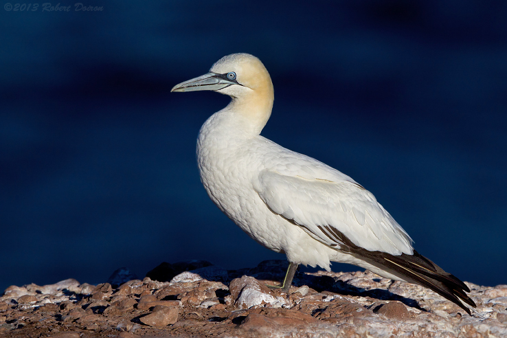 Northern Gannet