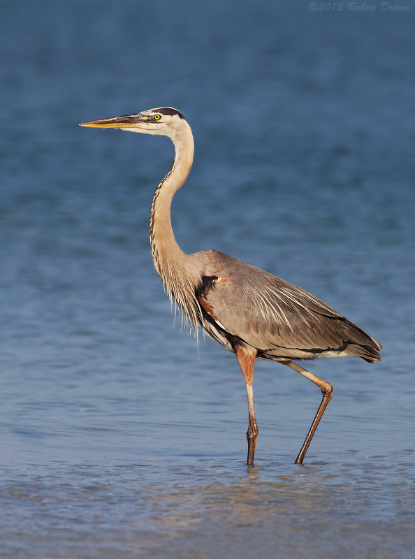 Great Blue Heron